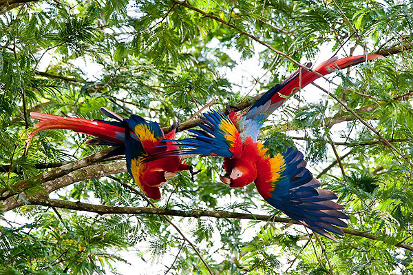 Ara du Costa Rica