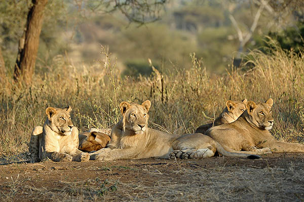 Lion de Tanzanie